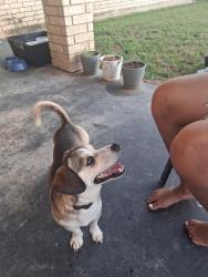 Lost Male Dog last seen Rosewood, Killeen, TX 76542