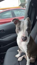 Reunited Female Dog last seen Hawthorne , Detroit, MI 48203