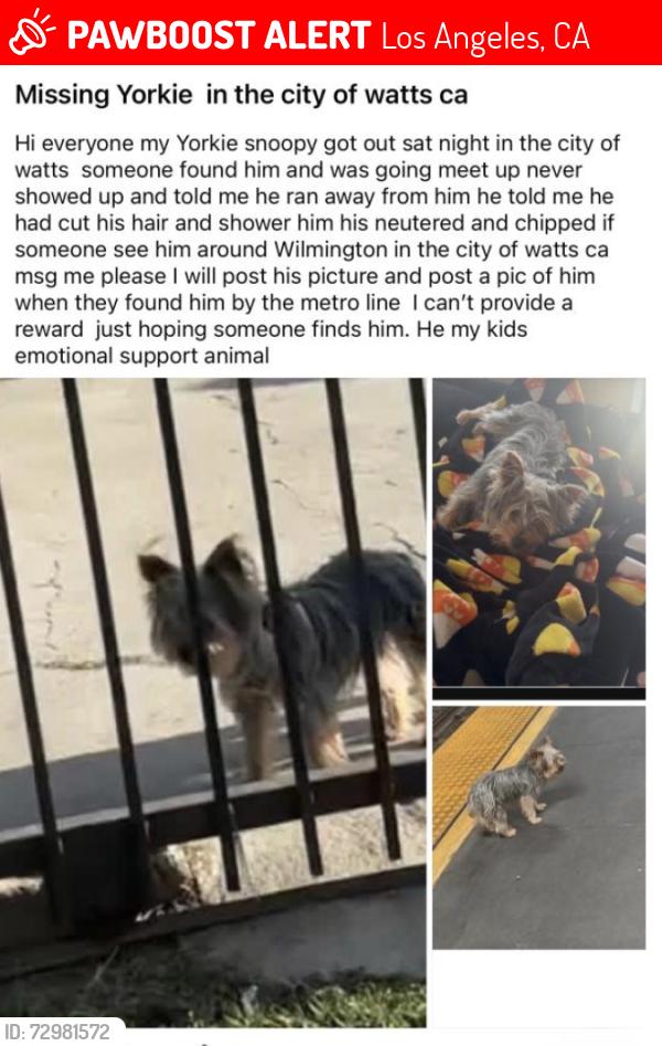 Lost Male Dog last seen Florence, Los Angeles, CA 90047
