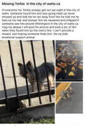 Lost Male Dog last seen Florence, Los Angeles, CA 90047