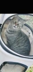 Lost Female Cat last seen Wadsworth manor apmts , Medina, OH 44256