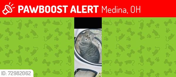 Lost Female Cat last seen Wadsworth manor apmts , Medina, OH 44256