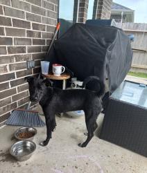 Found/Stray Female Dog last seen Venetian waters dr, Hockley, TX 77447