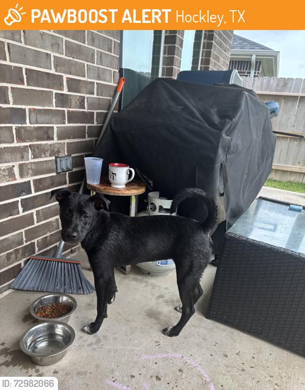 Found/Stray Female Dog last seen Venetian waters dr, Hockley, TX 77447
