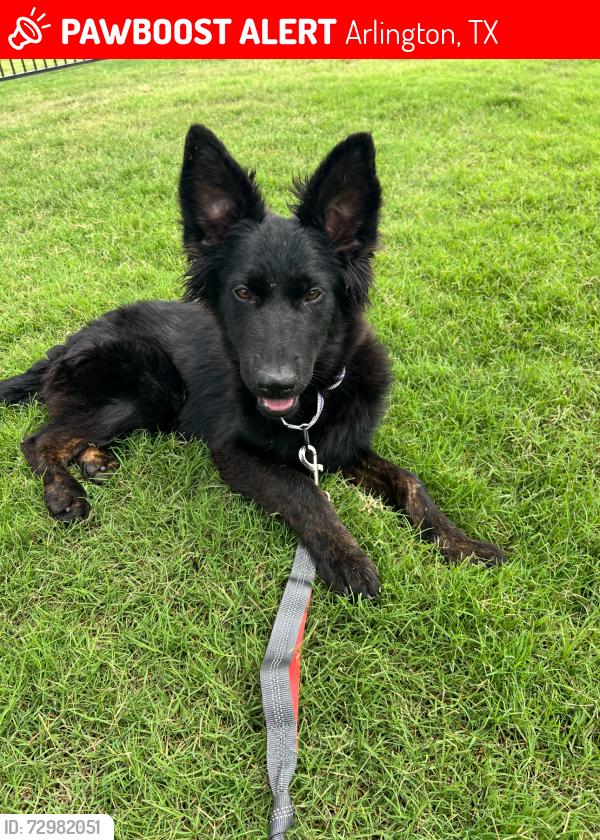 Lost Female Dog last seen Perkins and Walden Trail, Arlington, TX 76016
