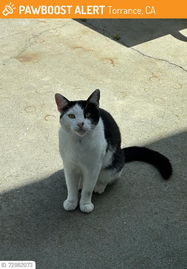 Found/Stray Male Cat last seen Pennsylvania Ave & 233rd Street, Torrance, CA 90501