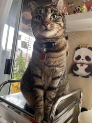 Reunited Female Cat last seen Alsacia St, Briarwood Rd, San Diego, CA 92139