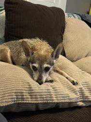 Lost Male Dog last seen Walter and Railroad , Pflugerville, TX 78660