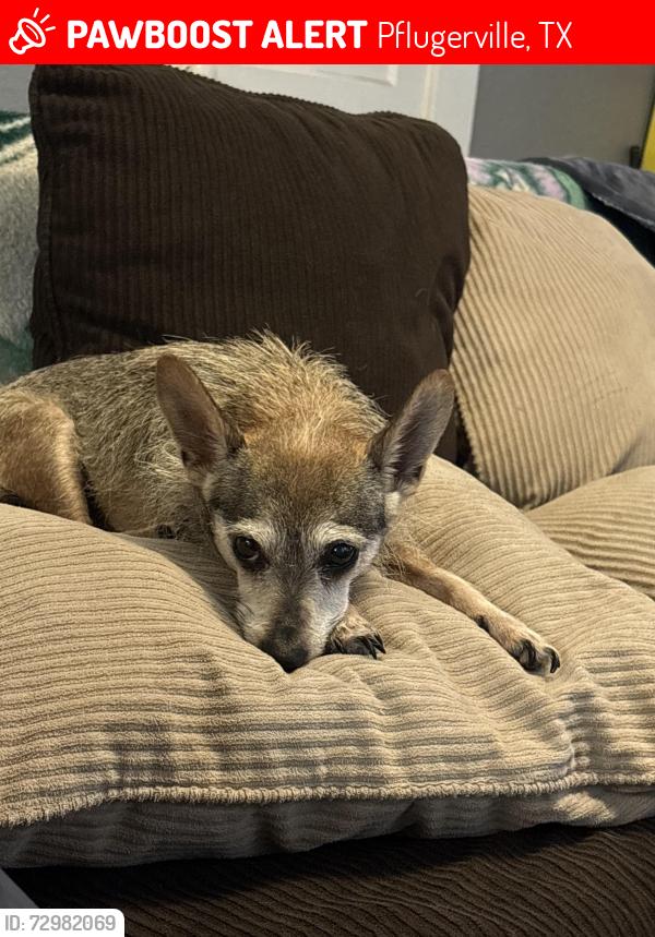 Lost Male Dog last seen Walter and Railroad , Pflugerville, TX 78660