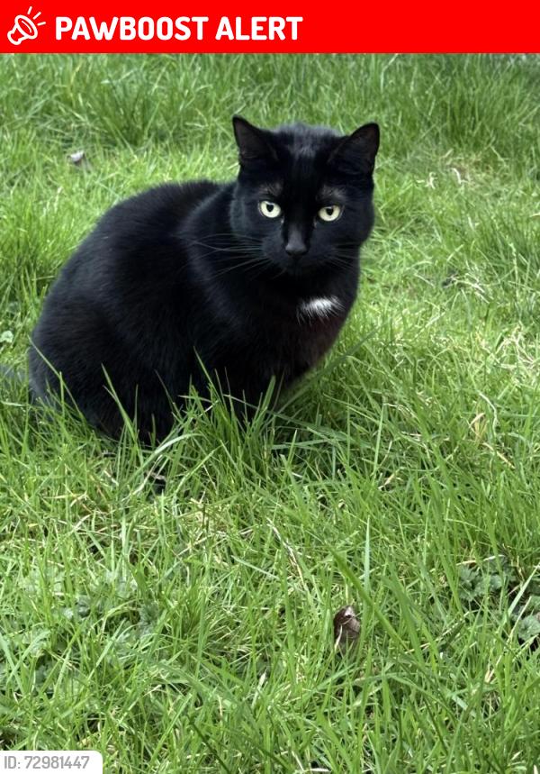 Lost Female Cat last seen The glades Bromley, Greater London, England BR2 9LB
