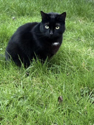 Lost Female Cat last seen The glades Bromley, Greater London, England BR2 9LB