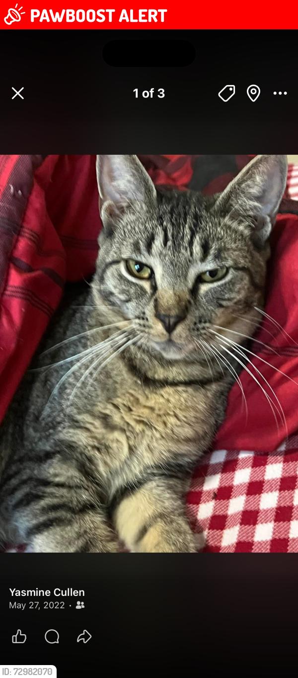 Lost Male Cat last seen The Paddocks, Saratoga Springs, NY 12866