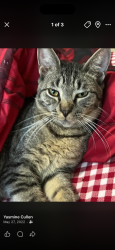 Lost Male Cat last seen The Paddocks, Saratoga Springs, NY 12866