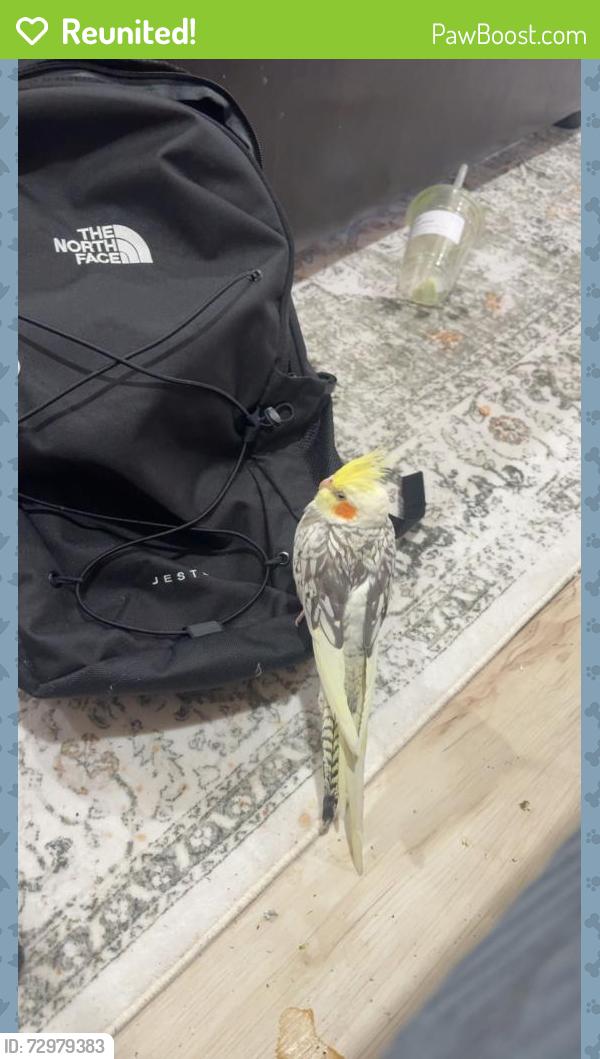 Reunited Unknown Bird last seen Cats ct NE , Leesburg, VA 20176