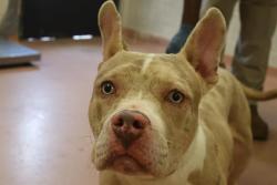 Shelter Stray Male Dog last seen Near BLOCK SPRINGS OAK LN, Columbia, SC 29209