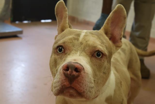 Shelter Stray Male Dog last seen Near BLOCK SPRINGS OAK LN, Columbia, SC 29209