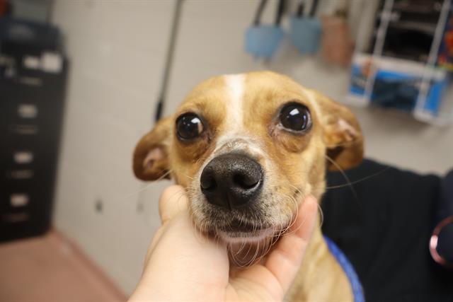Shelter Stray Female Dog last seen Near BLOCK SADDLEWOOD PL, Columbia, SC 29209