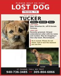 Lost Male Dog last seen Preston & El Dorado, Frisco, TX 75033