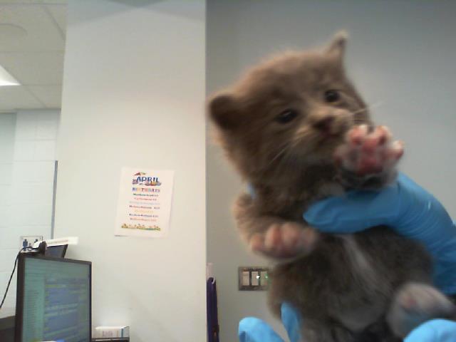 Shelter Stray Male Cat last seen CHARLOTTE, 8315 Byrum Dr, Charlotte, NC 28217, USA