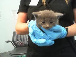 Shelter Stray Male Cat last seen CHARLOTTE, 8315 Byrum Dr, Charlotte, NC 28217, USA