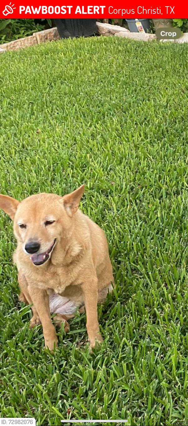 Lost Female Dog last seen Near Morgan , Corpus Christi, TX 78404