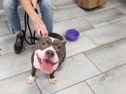 Shelter Stray Female Dog last seen CHARLOTTE, 8315 Byrum Dr, Charlotte, NC 28217, USA