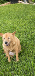 Lost Female Dog last seen Near Morgan , Corpus Christi, TX 78404