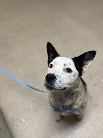 Shelter Stray Female Dog last seen INDIAN AVE, PERRIS, CA, 6851 Van Buren Boulevard, Jurupa Valley, CA 92509, USA