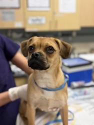 Shelter Stray Female Dog last seen Near BLOCK MASSACHUSETTS AVE, RIVERSIDE, CA, 6851 Van Buren Boulevard, Jurupa Valley, CA 92509, USA