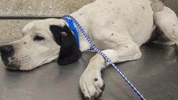 Shelter Stray Male Dog last seen Near BLOCK MARIE DR, JURUPA VALLEY, CA, 6851 Van Buren Boulevard, Jurupa Valley, CA 92509, USA