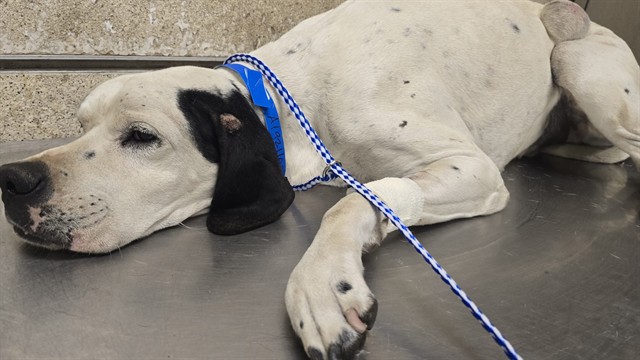 Shelter Stray Male Dog last seen Near BLOCK MARIE DR, JURUPA VALLEY, CA, 6851 Van Buren Boulevard, Jurupa Valley, CA 92509, USA