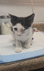 Shelter Stray Male Cat last seen Near BLOCK W TENNESSEE ST, TALLAHASSEE FL 32304, Tallahassee, FL 32311