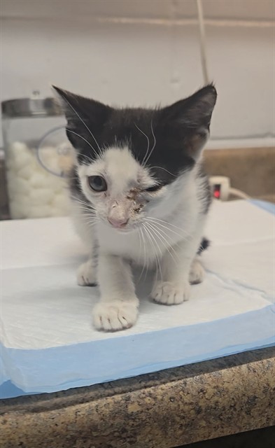 Shelter Stray Male Cat last seen Near BLOCK W TENNESSEE ST, TALLAHASSEE FL 32304, Tallahassee, FL 32311