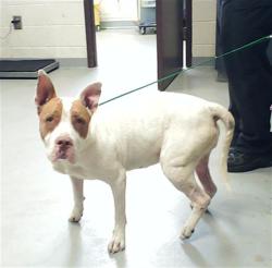 Shelter Stray Female Dog last seen Near BLOCK KIZER DR, FAYETTEVILLE NC 28314, 4704 Corporation Dr, Fayetteville, NC 28306, USA