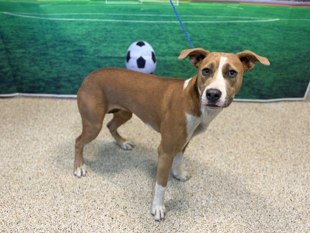 Shelter Stray Female Dog last seen Near BLOCK NW 31 AVE, 3599 NW 79th Ave, Doral, FL 33122, USA