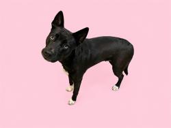 Shelter Stray Female Dog last seen Near BLOCK ST E 30 AVE, 3599 NW 79th Ave, Doral, FL 33122, USA