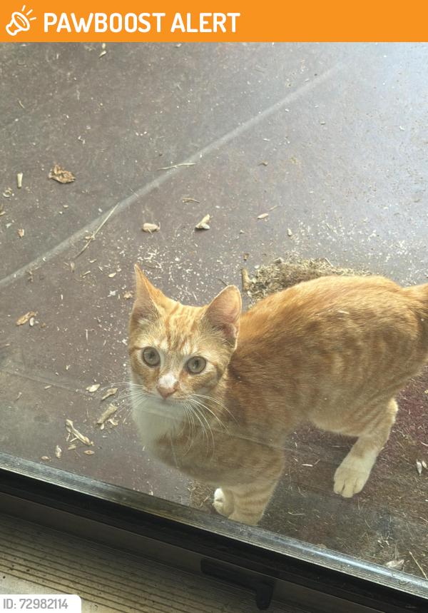 Found/Stray Male Cat last seen Neighbourhood, Spartanburg County, SC 29349