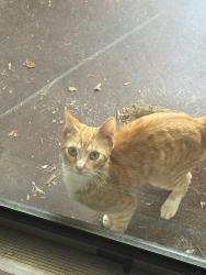 Found/Stray Male Cat last seen Neighbourhood, Spartanburg County, SC 29349