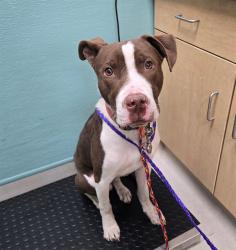 Shelter Stray Male Dog last seen Near MILL ST, RENO NV 89501, 2825 Longley Ln Suite A, Reno, NV 89502, USA