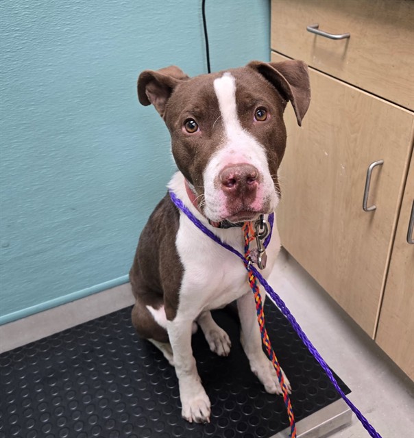 Shelter Stray Male Dog last seen Near MILL ST, RENO NV 89501, 2825 Longley Ln Suite A, Reno, NV 89502, USA