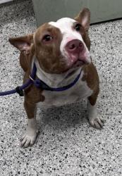 Shelter Stray Female Dog last seen Near BLOCK LESURE ST DETROIT MI 48235, 7401 Chrysler Dr, Detroit, MI 48211, USA