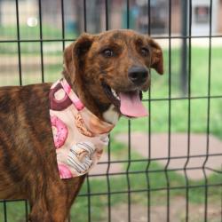 Shelter Stray Female Dog last seen Near BLOCK OF JIMS PATH, 4710 TX-151, San Antonio, TX 78227, USA