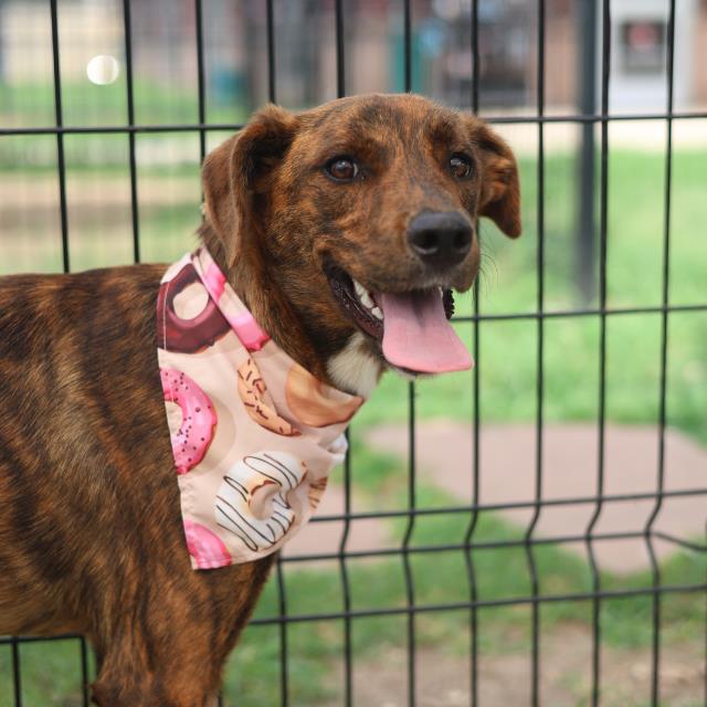 Shelter Stray Female Dog last seen Near BLOCK OF JIMS PATH, 4710 TX-151, San Antonio, TX 78227, USA