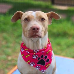Shelter Stray Female Dog last seen Near BLOCK OF TRADING POST, 4710 TX-151, San Antonio, TX 78227, USA