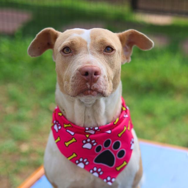 Shelter Stray Female Dog last seen Near BLOCK OF TRADING POST, 4710 TX-151, San Antonio, TX 78227, USA