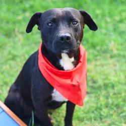 Shelter Stray Male Dog last seen Near BLOCK POPPY, 4710 TX-151, San Antonio, TX 78227, USA