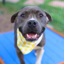 Shelter Stray Female Dog last seen Near BLOCK POPPY, 4710 TX-151, San Antonio, TX 78227, USA