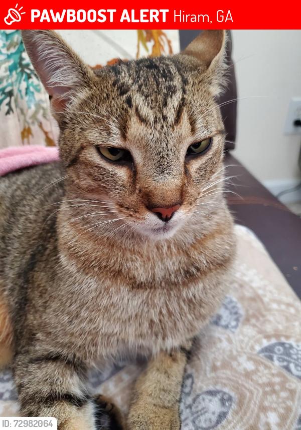 Lost Male Cat last seen country club dr, Hira GA, Hiram, GA 30141