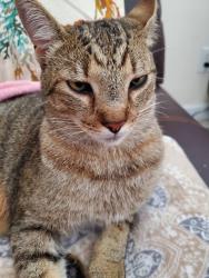 Lost Male Cat last seen country club dr, Hira GA, Hiram, GA 30141