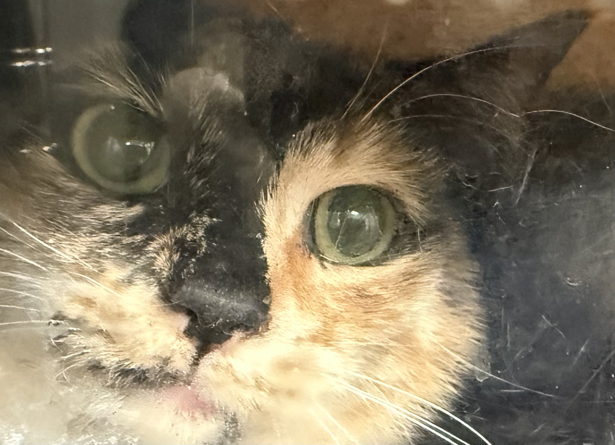 Shelter Stray Female Cat last seen , 957 N Gaffey St, San Pedro, CA 90731, USA
